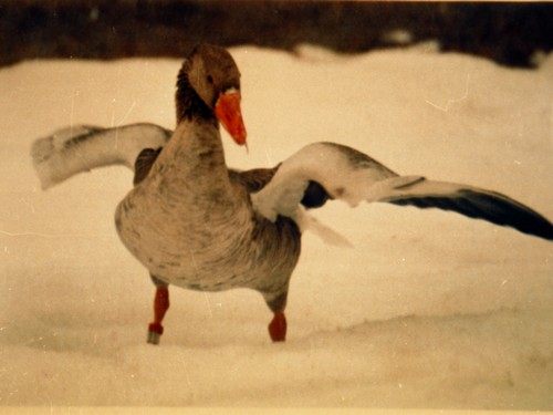 עולם האווז- מהביצה לאפרוח